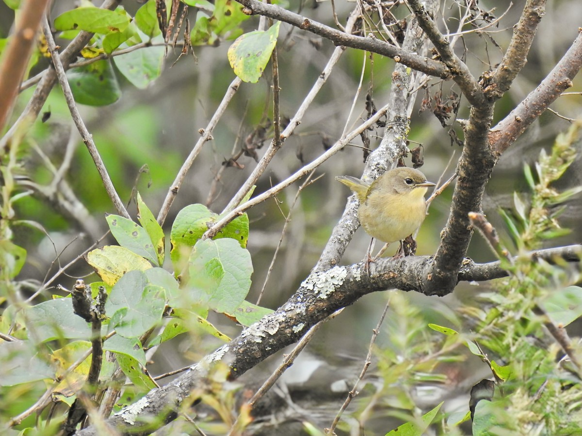 Common Yellowthroat - ML643573174