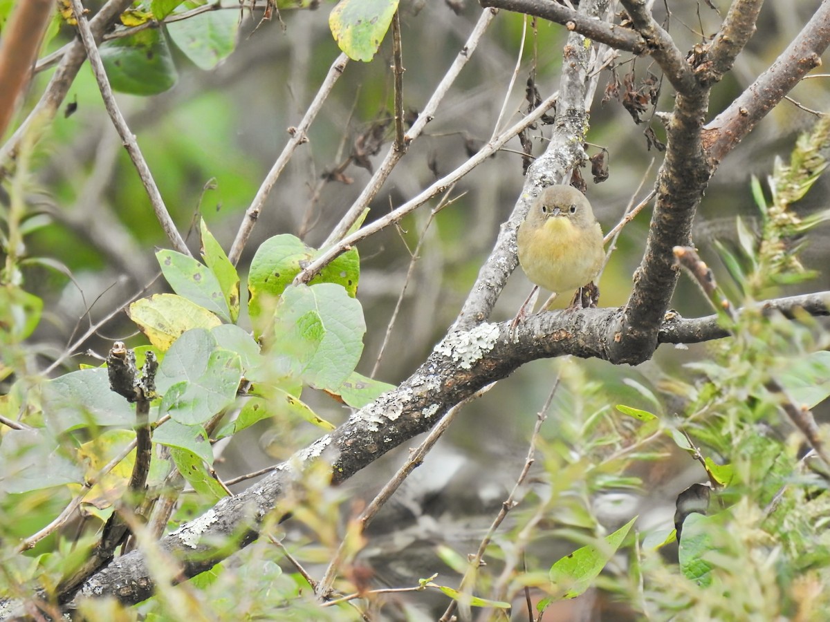 Common Yellowthroat - ML643573175