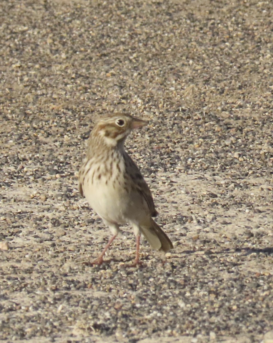 Vesper Sparrow - ML643573180