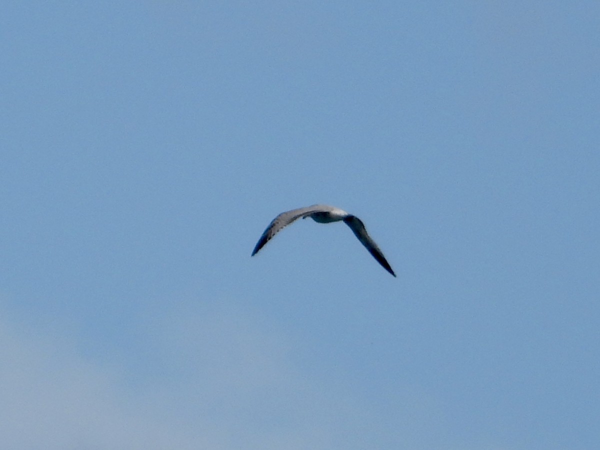 Bonaparte's Gull - ML643573190