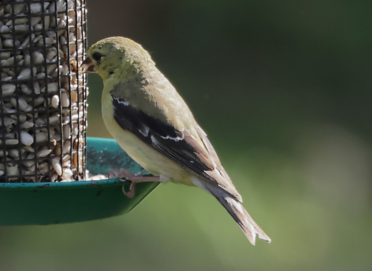 American Goldfinch - ML643573225