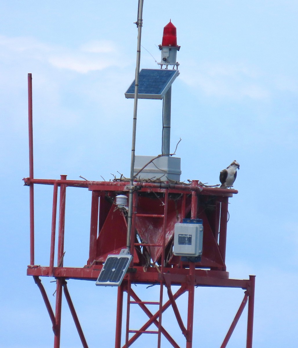 Falco pescatore - ML643573244