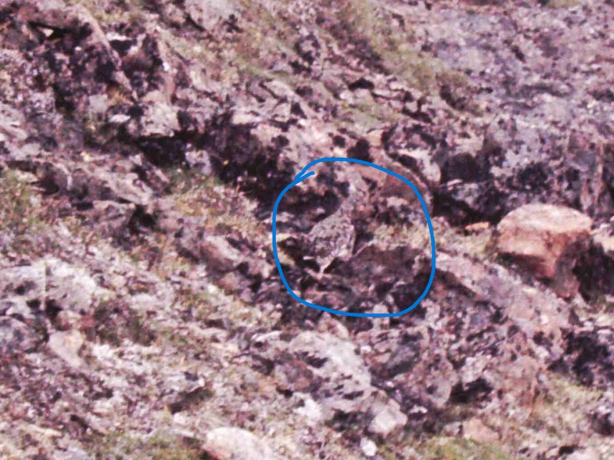 Rock Ptarmigan - ML643573255