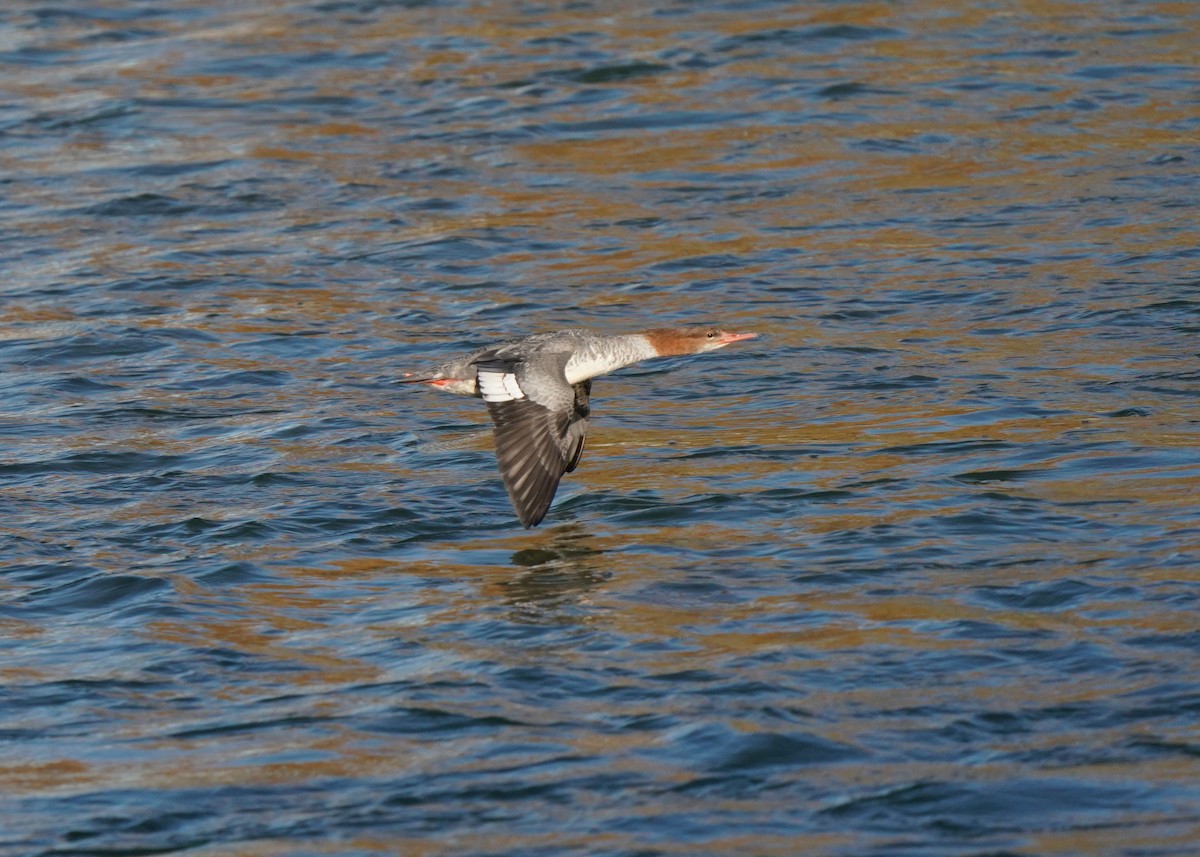 Хумхин бохио - ML643573261