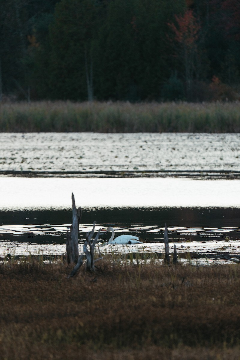 Trumpeter Swan - ML643573265