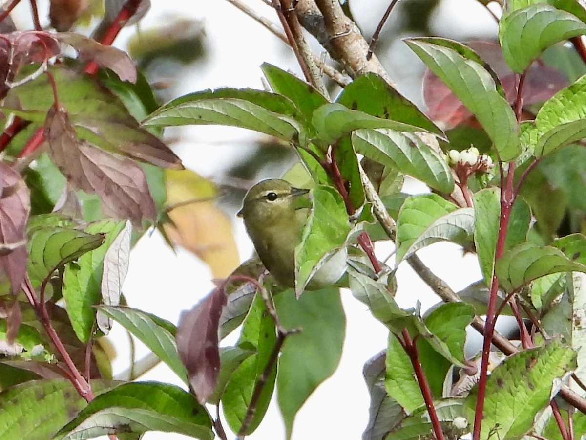Tennessee Warbler - ML643573272