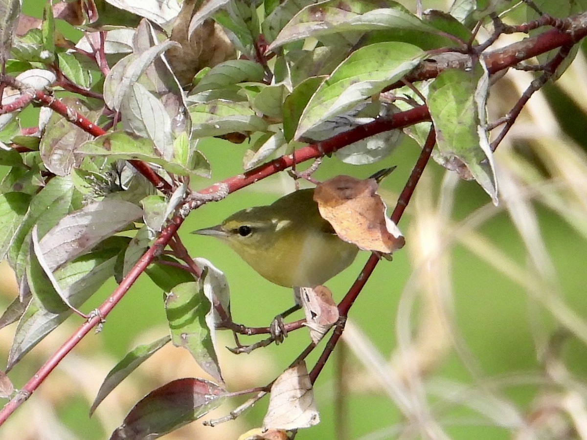 Tennessee Warbler - ML643573273
