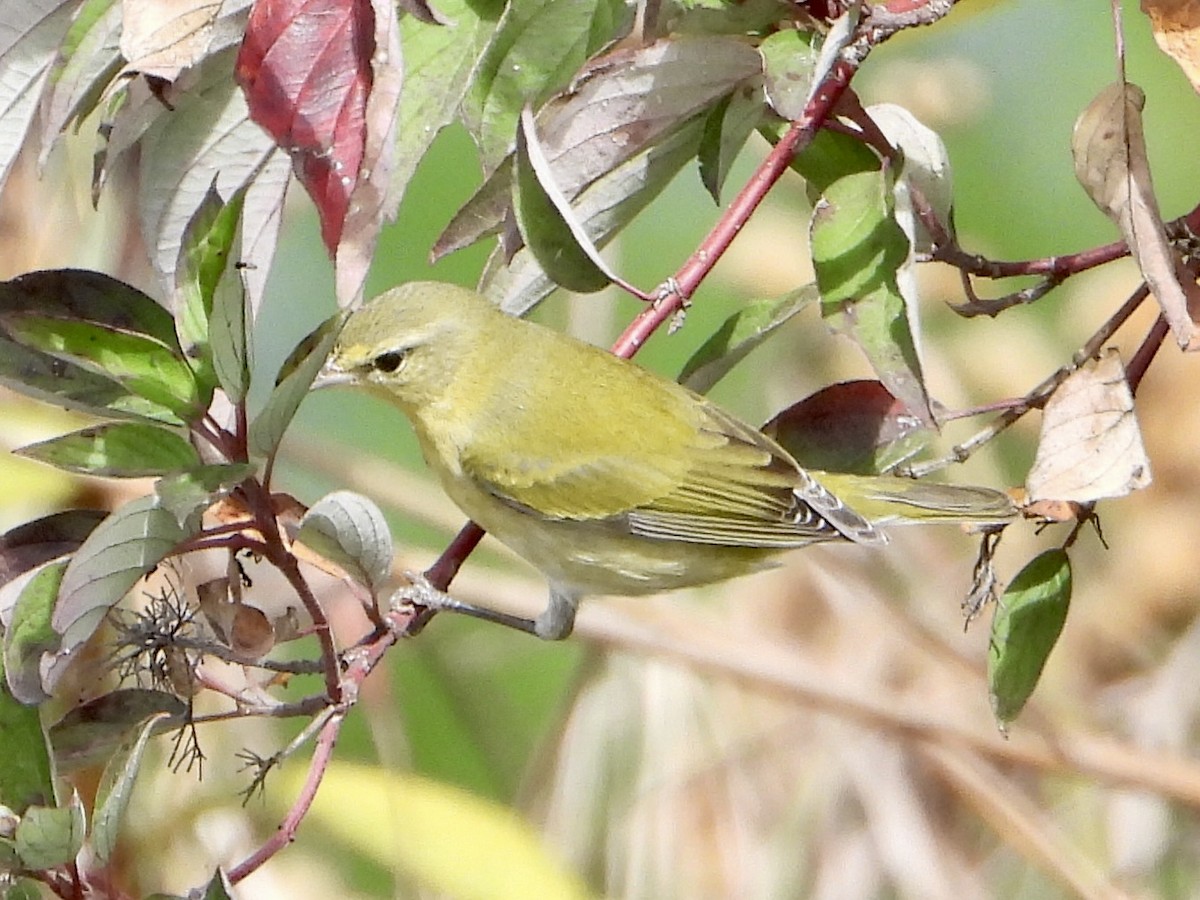 Tennessee Warbler - ML643573274
