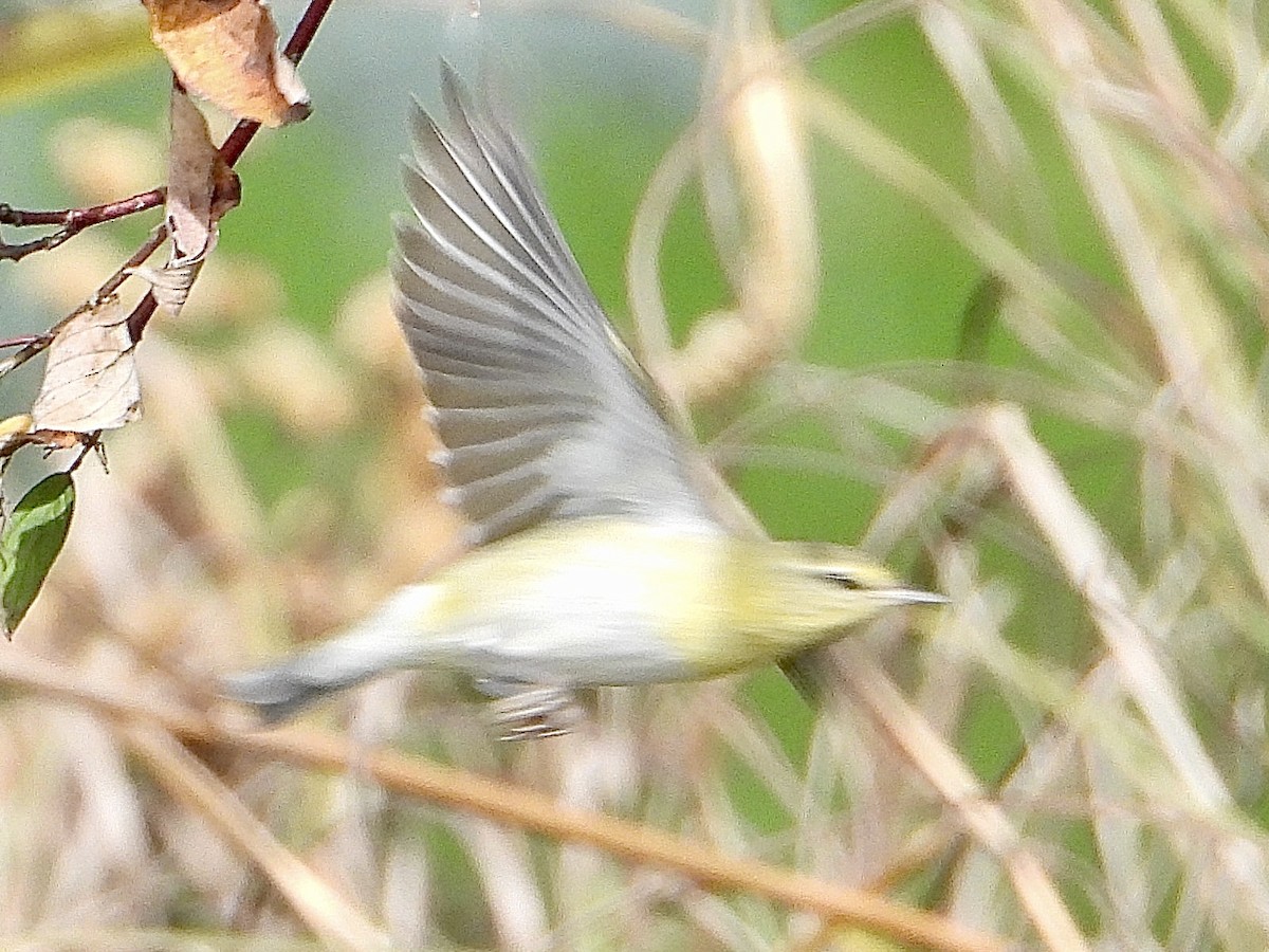 Tennessee Warbler - ML643573275