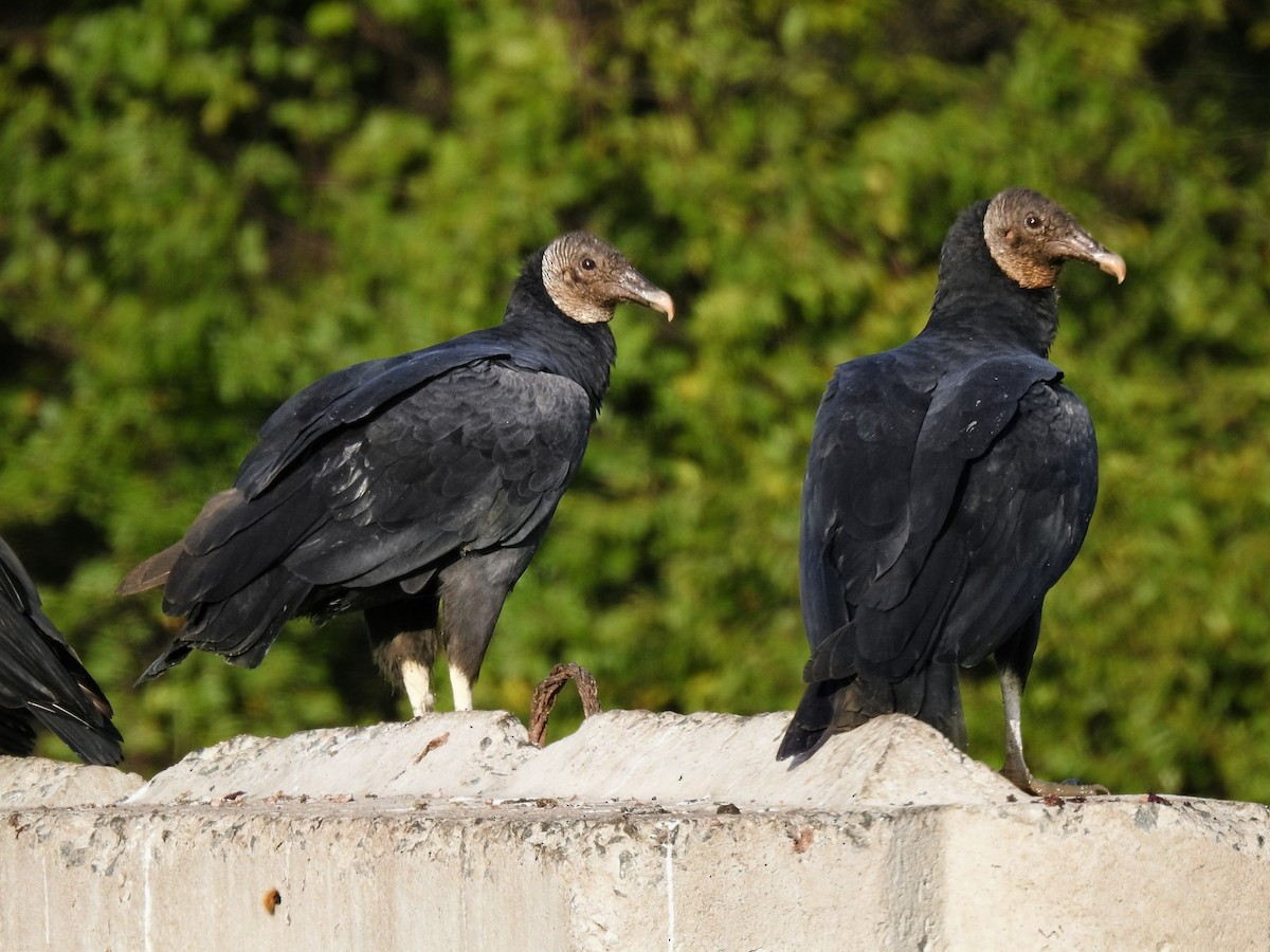 Black Vulture - ML643573277