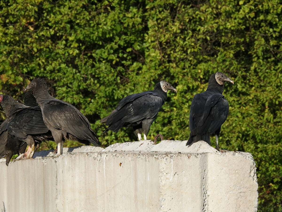 Black Vulture - ML643573278