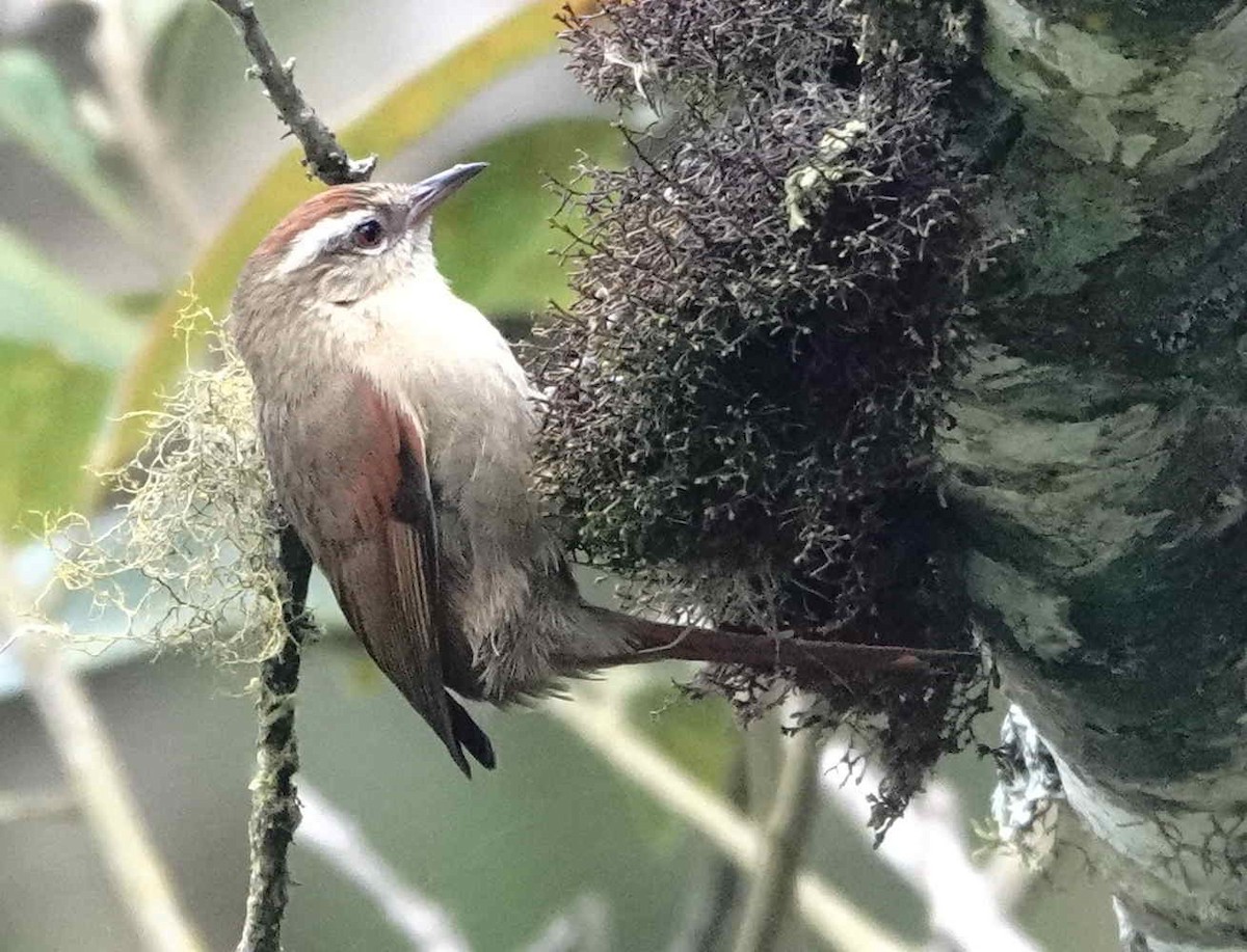 Pallid Spinetail - ML643573297