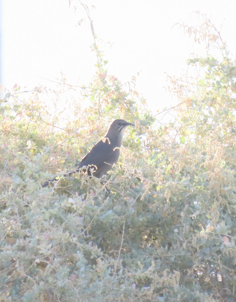 Crissal Thrasher - ML643573301