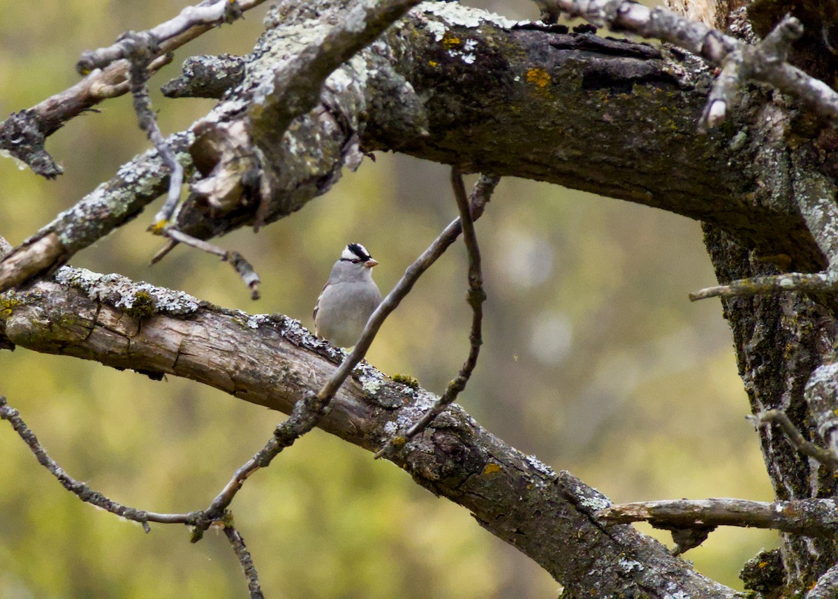 White-crowned Sparrow - ML643573304