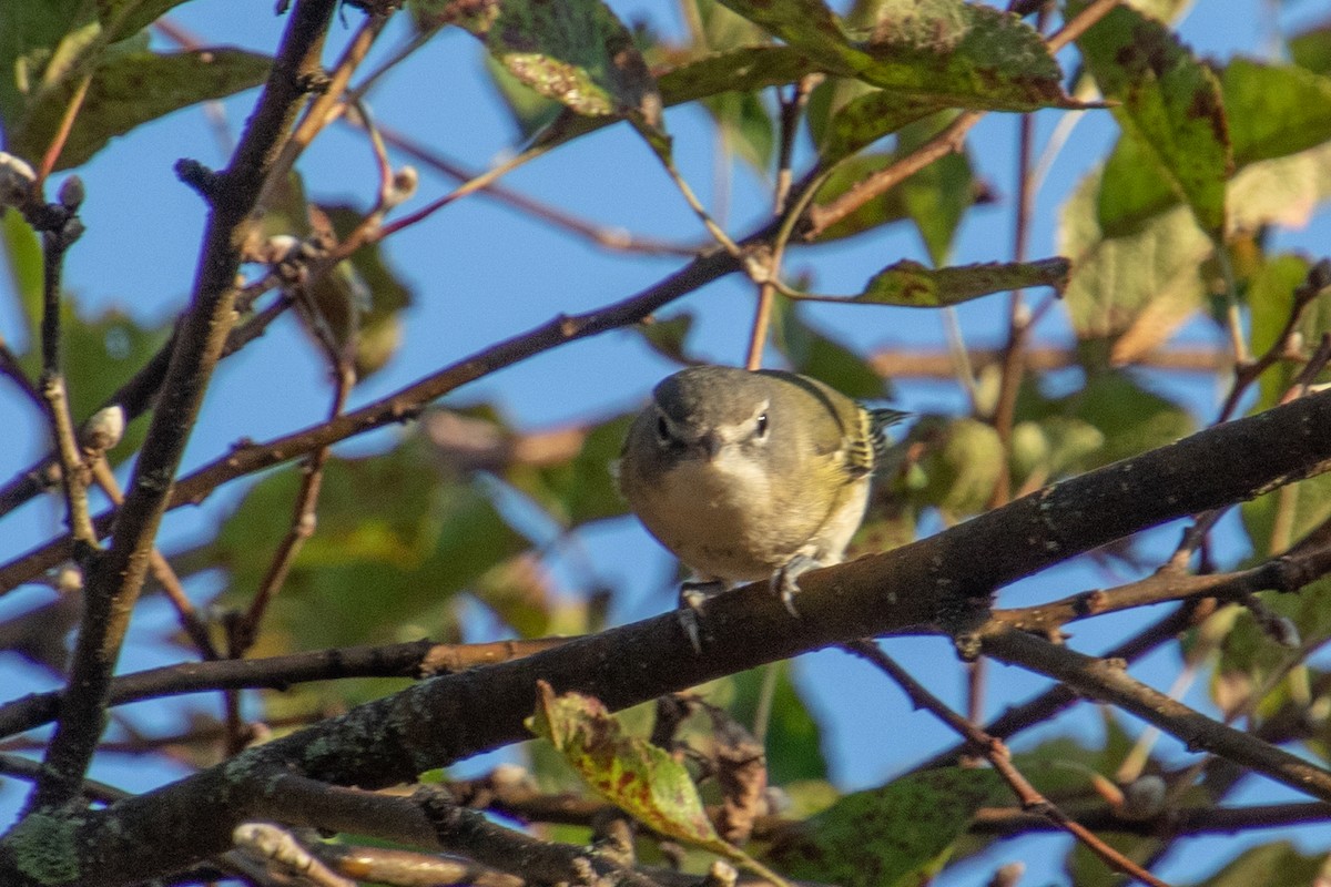 Blue-headed Vireo - ML643573312