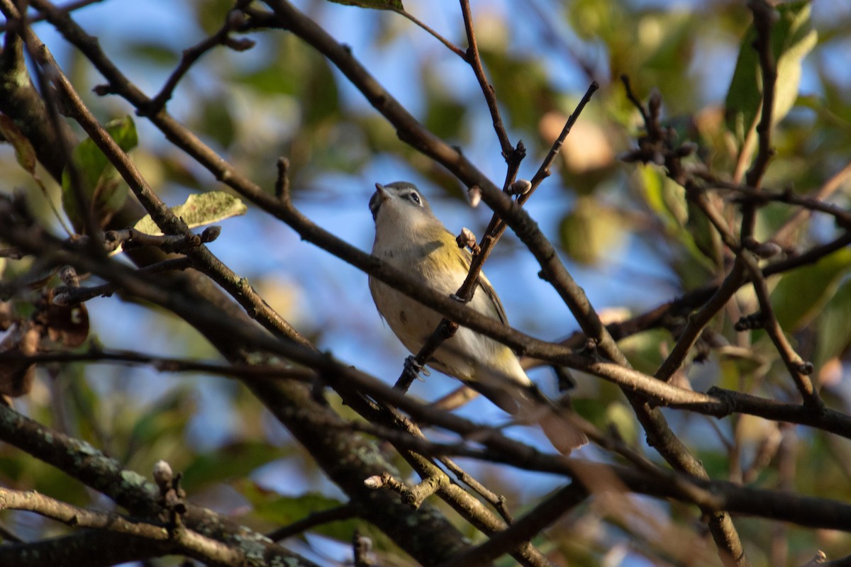 Blue-headed Vireo - ML643573313