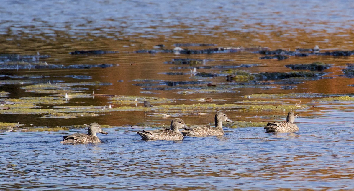 Blue-winged Teal - ML643573327