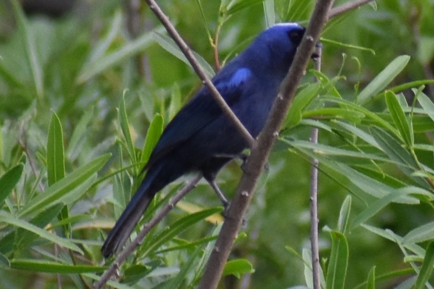 Diademed Tanager - ML643573332