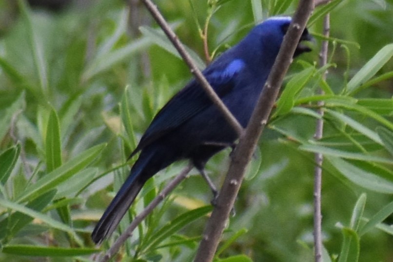 Diademed Tanager - ML643573333