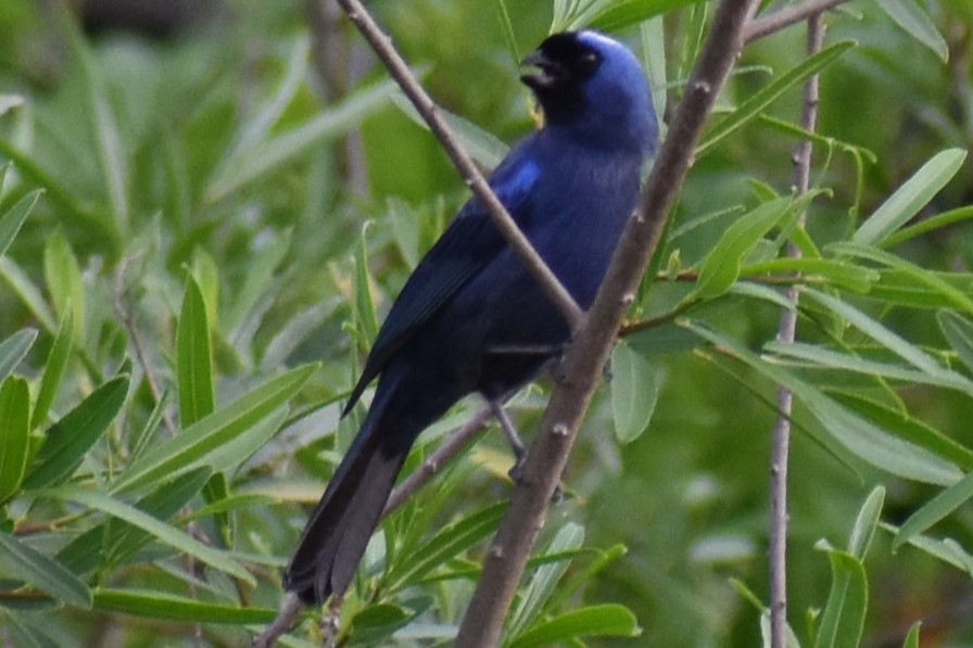 Diademed Tanager - ML643573334
