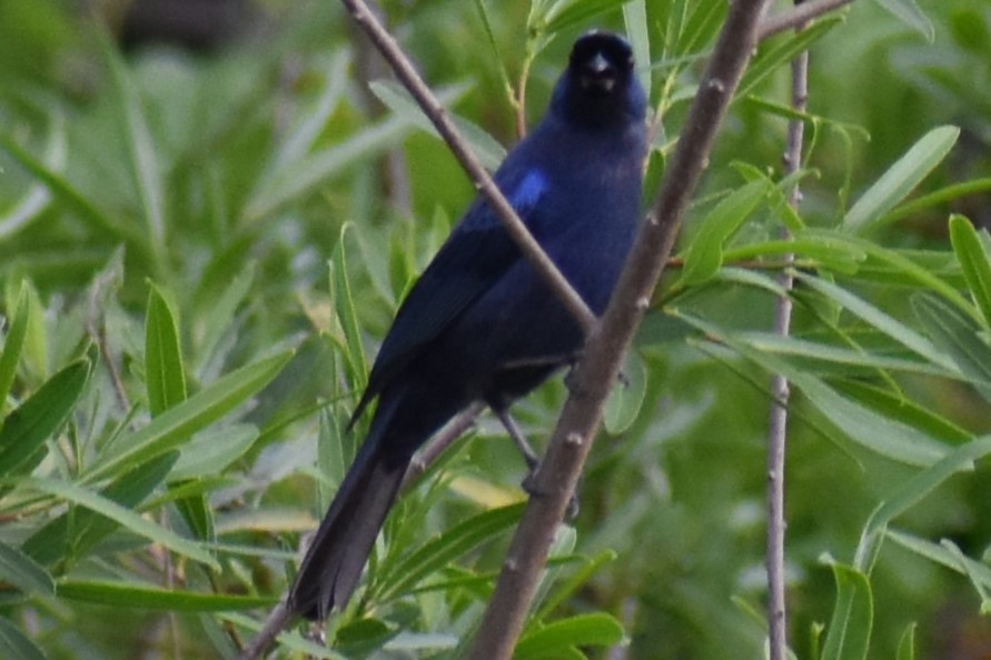 Diademed Tanager - ML643573335