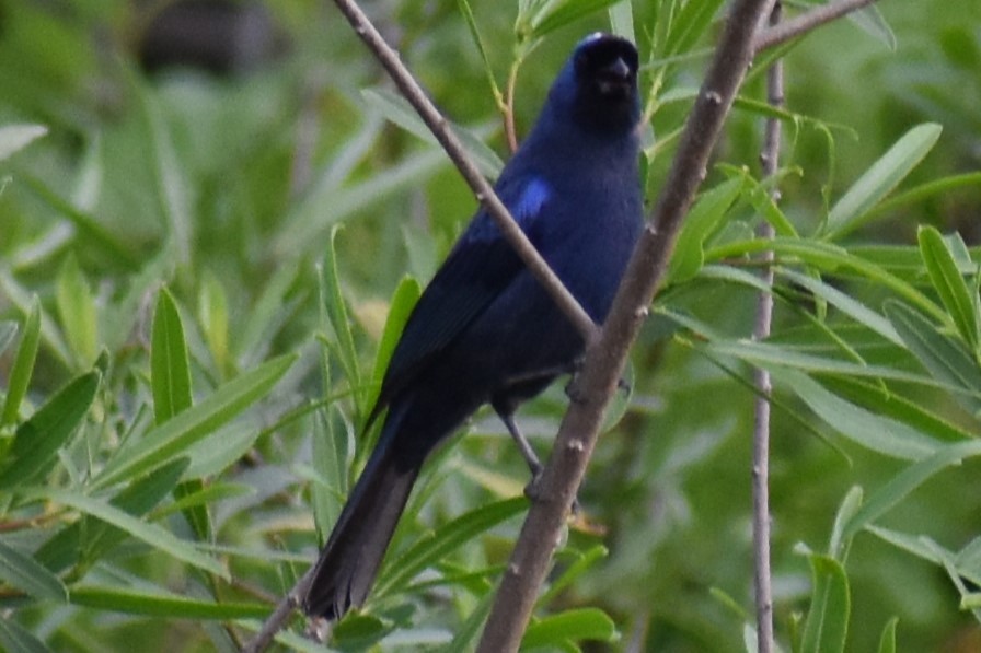 Diademed Tanager - ML643573336