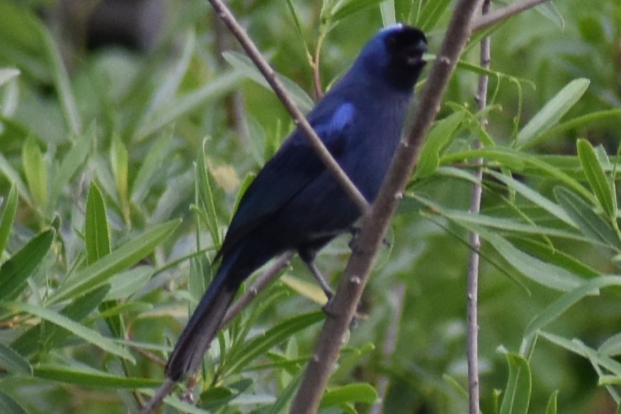 Diademed Tanager - ML643573337