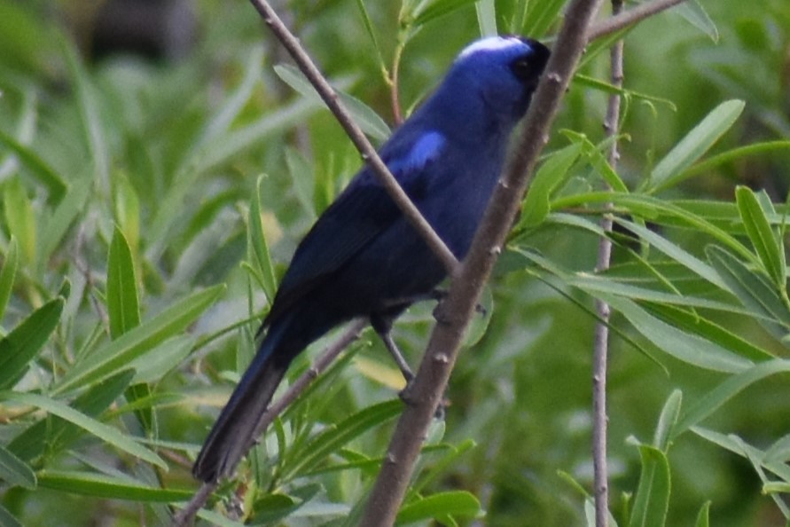 Diademed Tanager - ML643573338