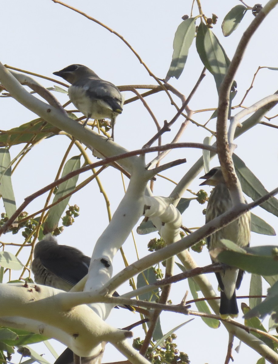 Cedar Waxwing - ML643573349
