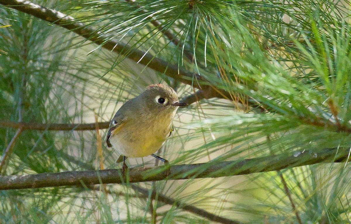 Ruby-crowned Kinglet - ML643573350