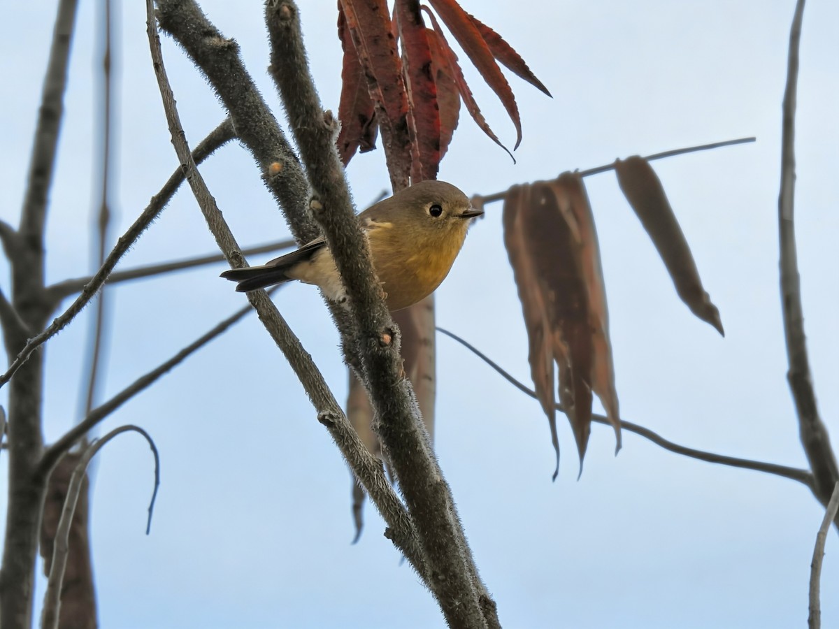 Ruby-crowned Kinglet - ML643573351