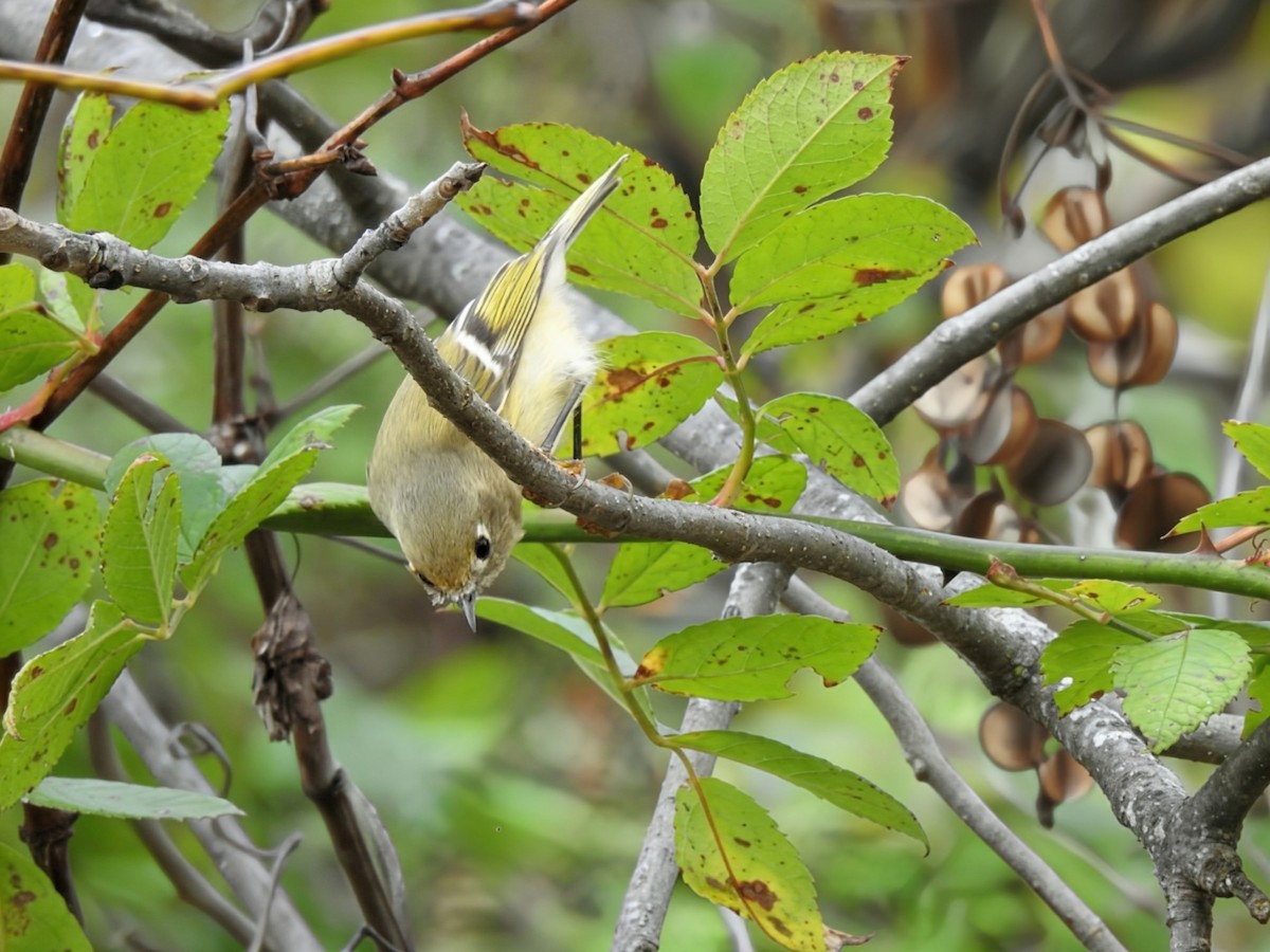 Ruby-crowned Kinglet - ML643573352