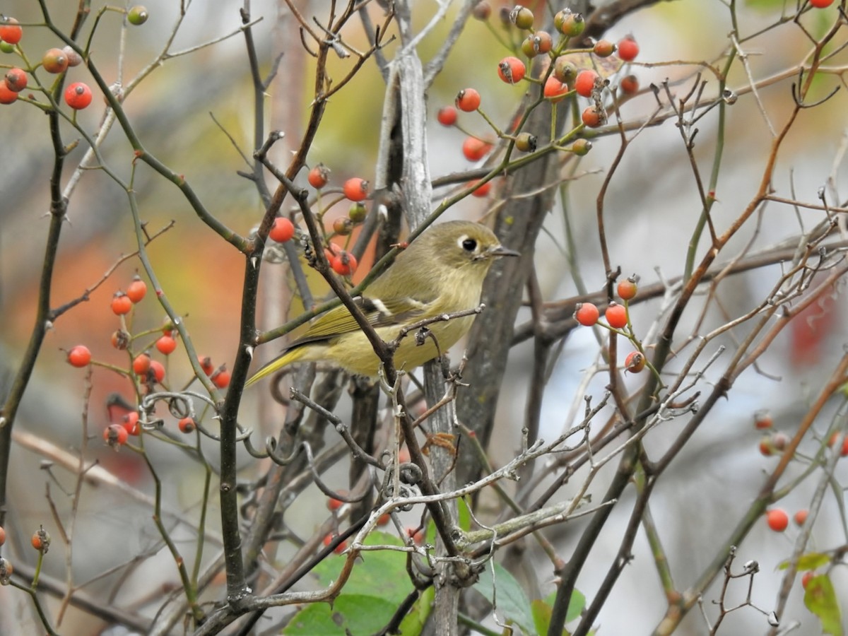 Ruby-crowned Kinglet - ML643573353