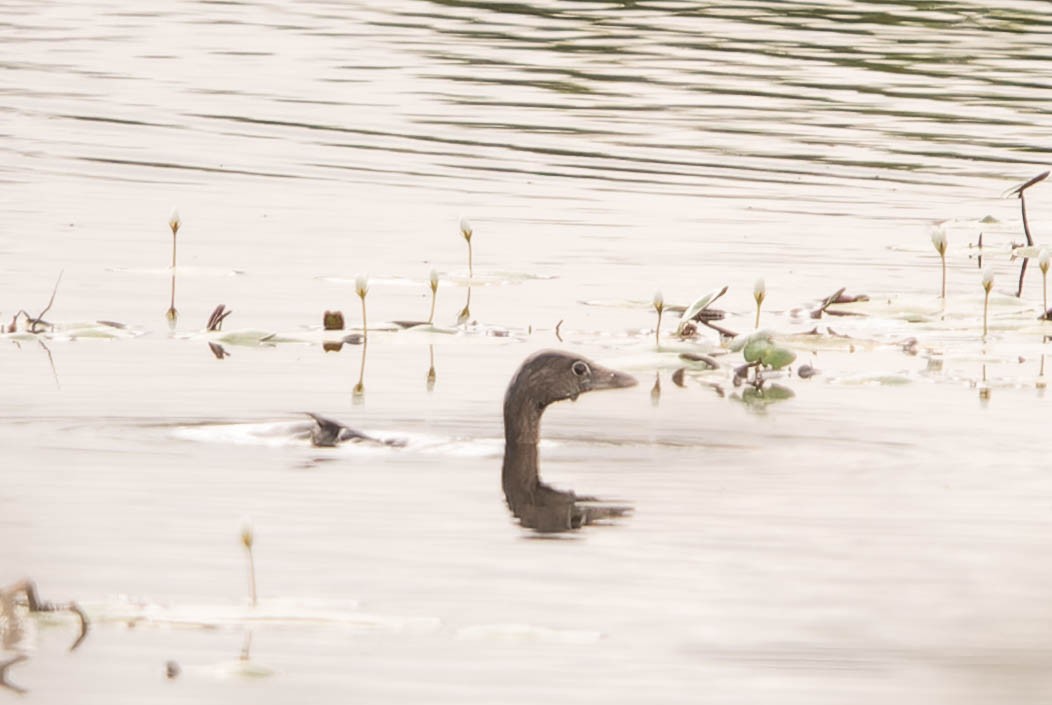 Pied-billed Grebe - ML643573360