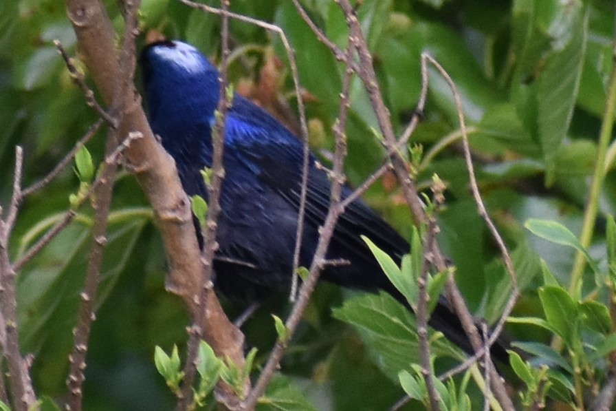 Diademed Tanager - ML643573363