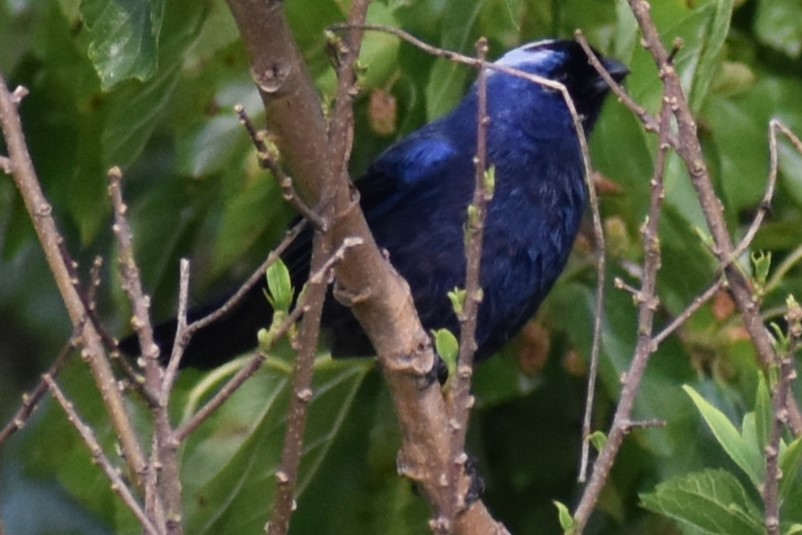 Diademed Tanager - ML643573364