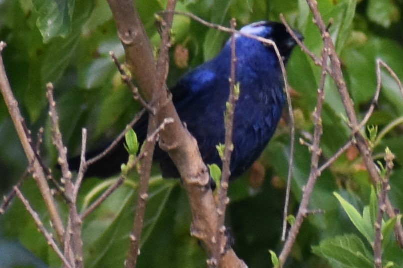 Diademed Tanager - ML643573365
