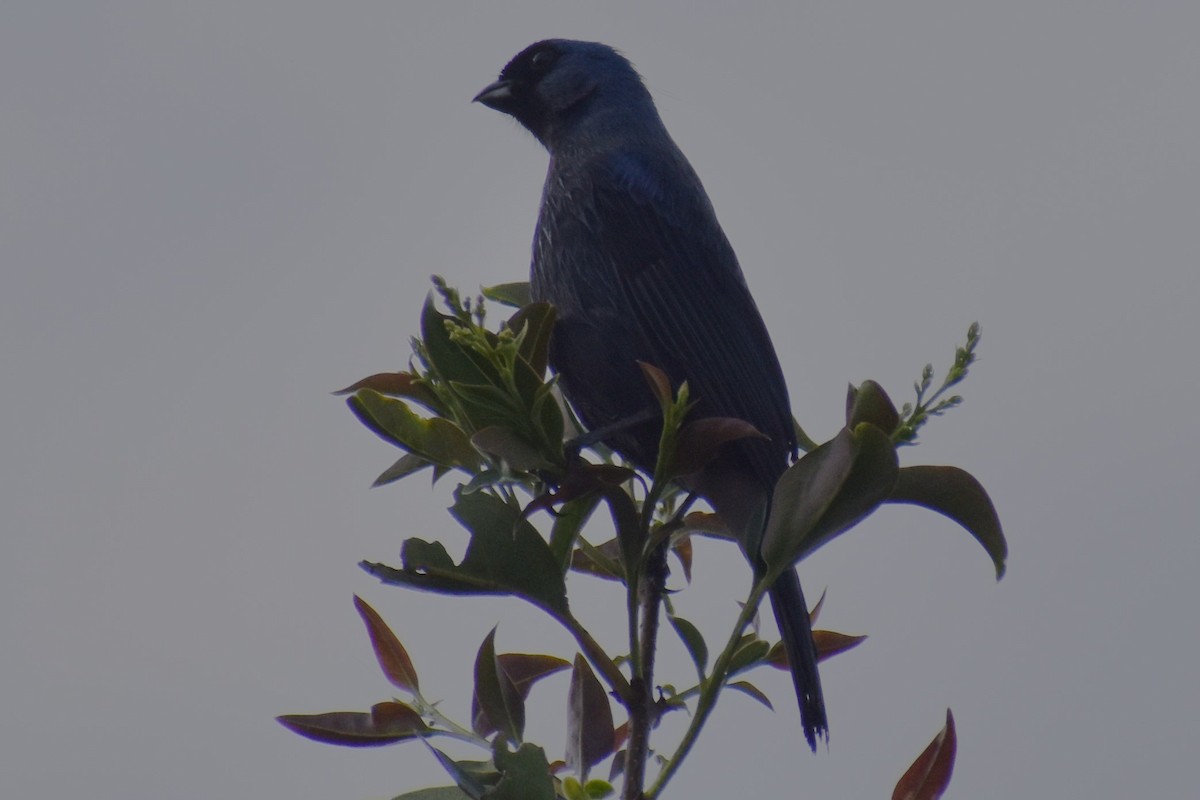 Diademed Tanager - ML643573366