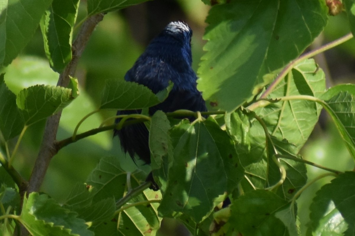 Diademed Tanager - ML643573367