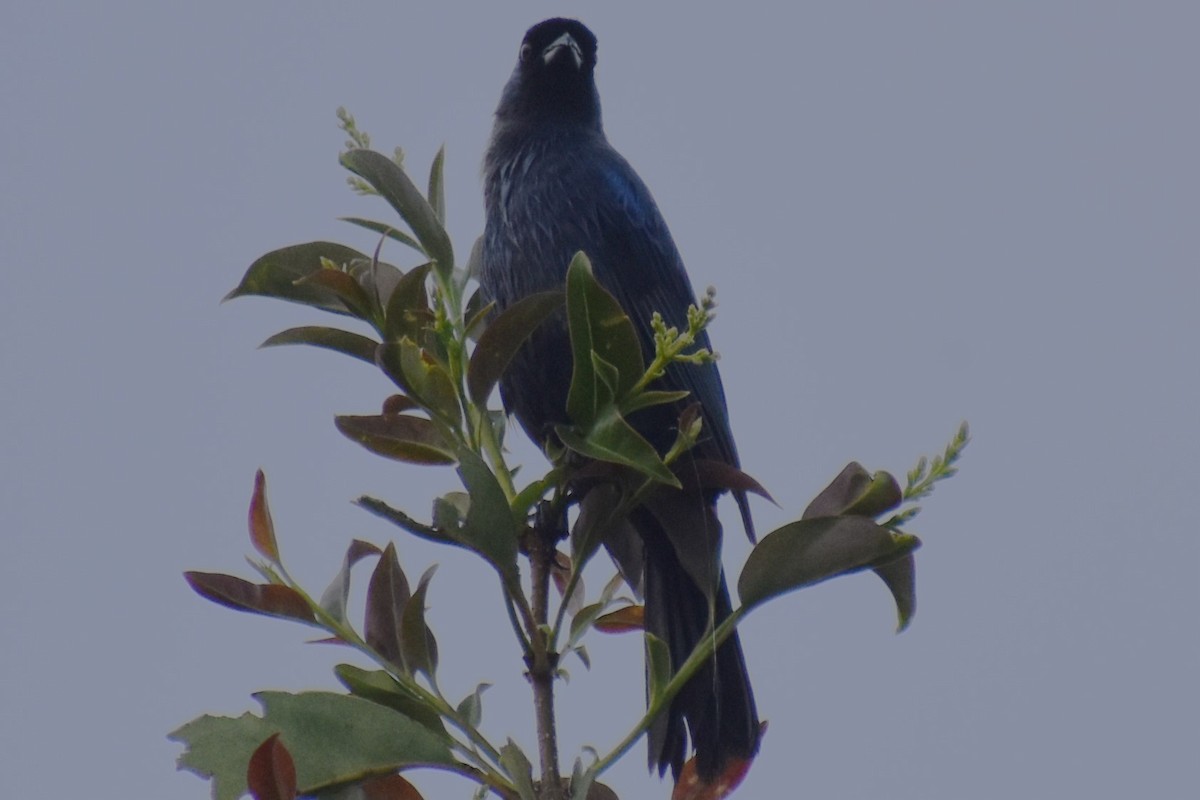 Diademed Tanager - ML643573369