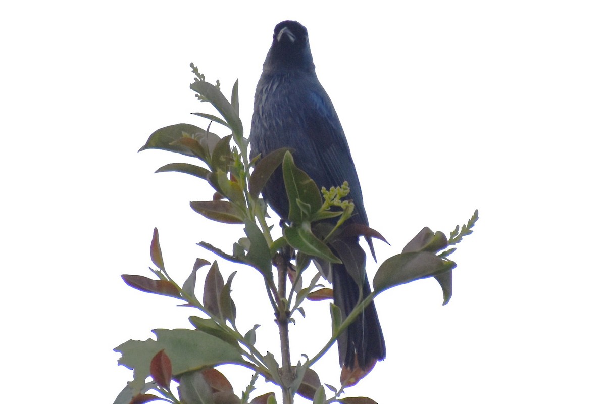 Diademed Tanager - ML643573370
