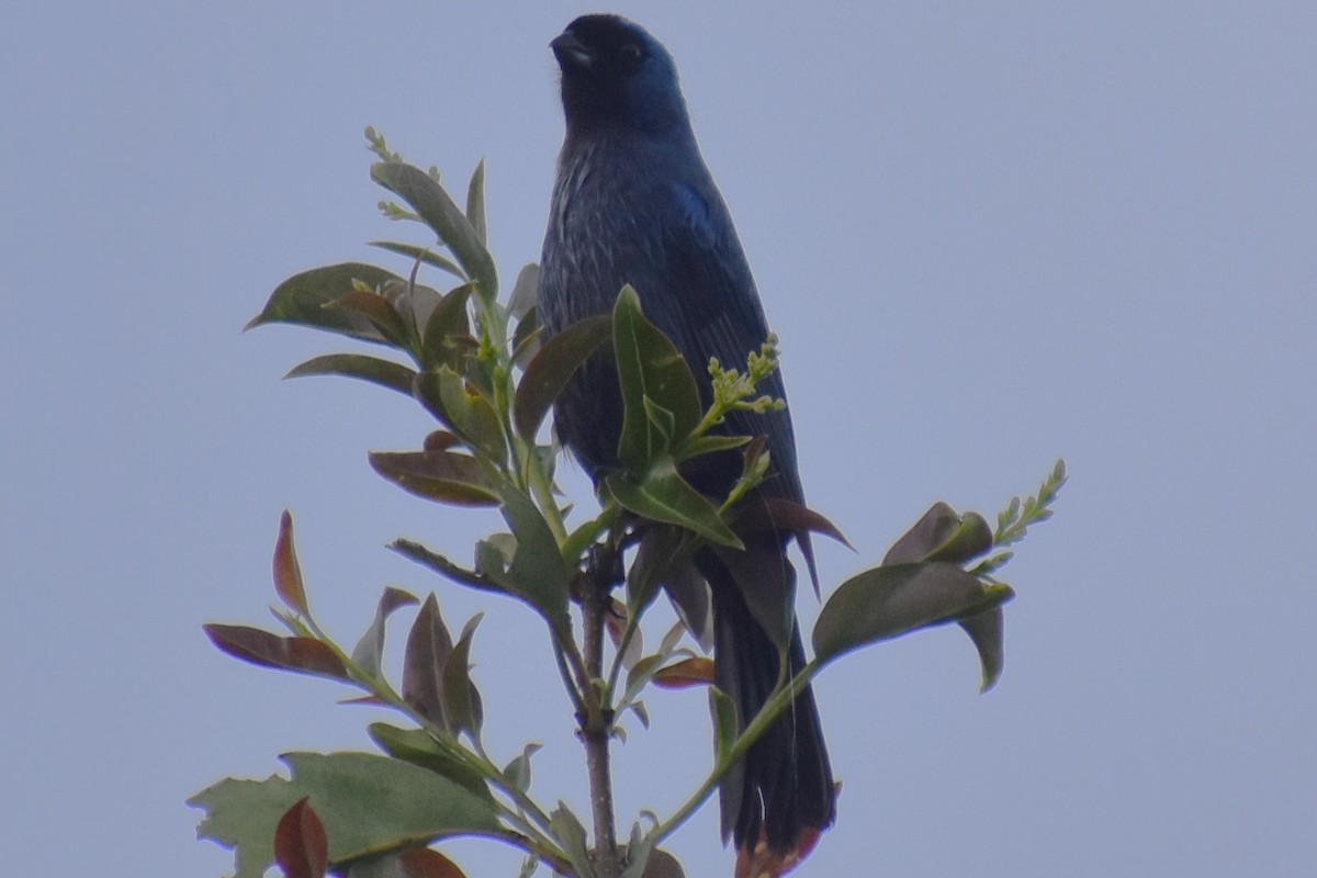 Diademed Tanager - ML643573371