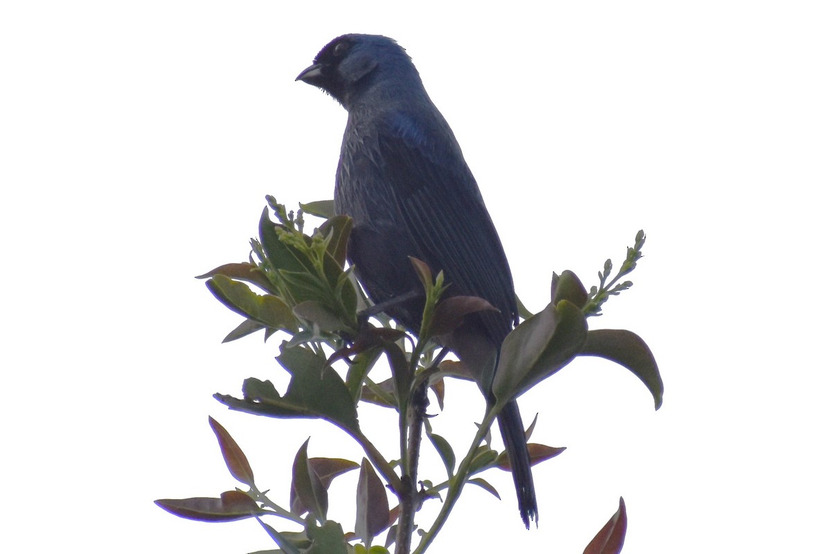 Diademed Tanager - ML643573372