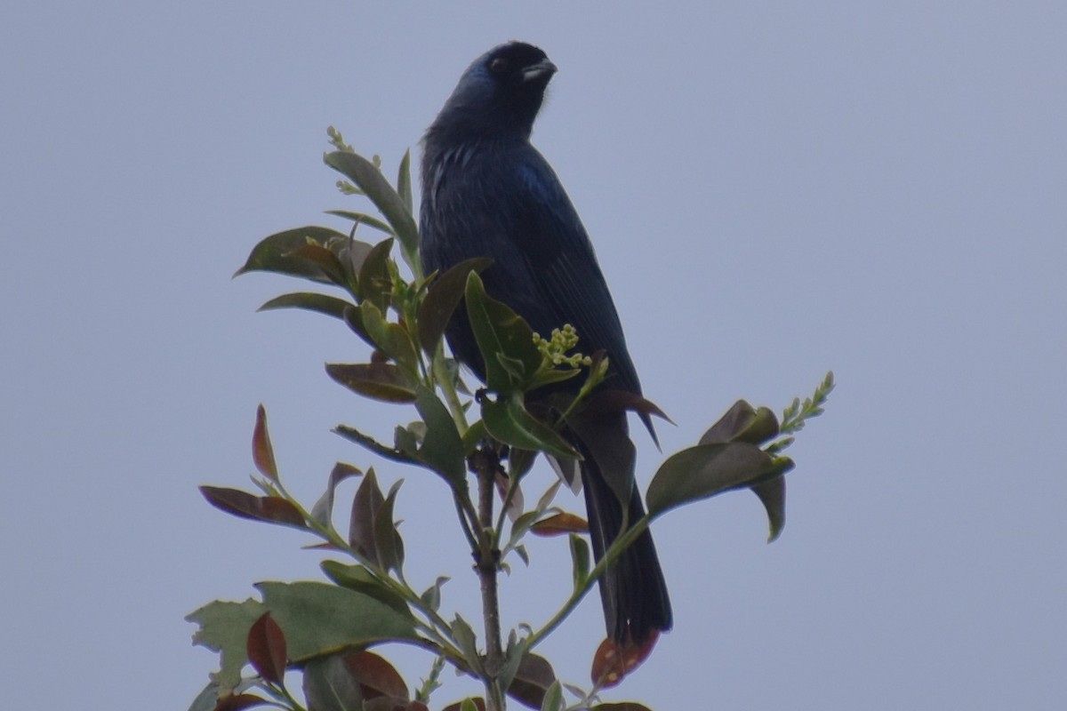Diademed Tanager - ML643573373