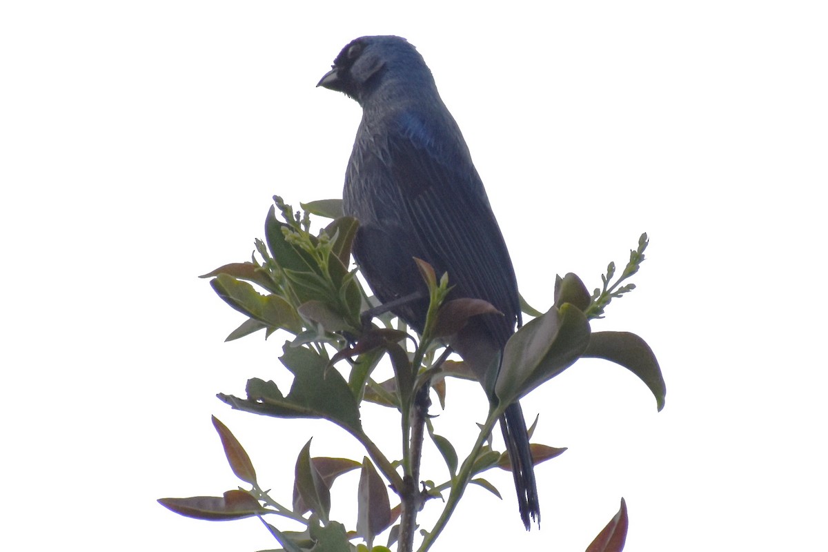 Diademed Tanager - ML643573374