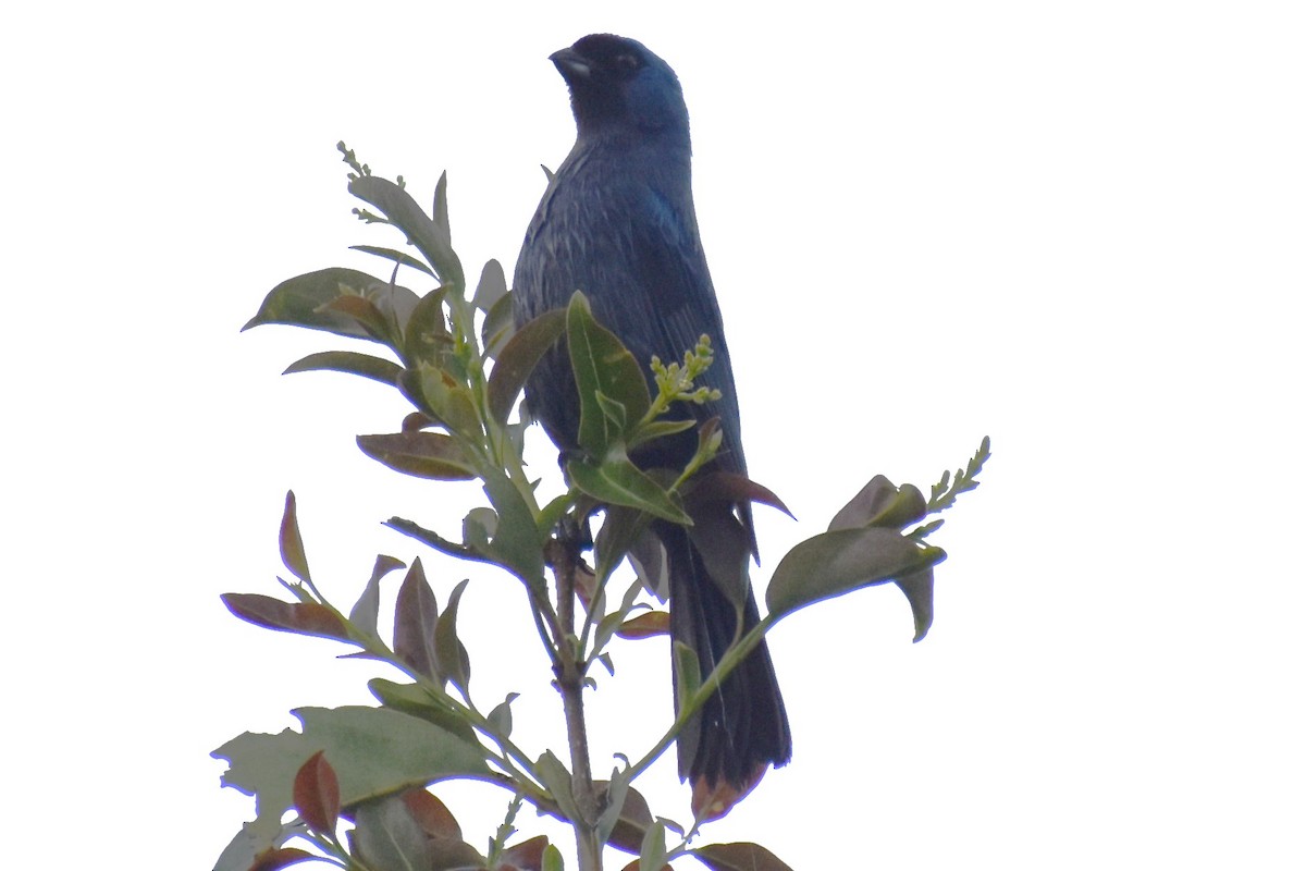 Diademed Tanager - ML643573375