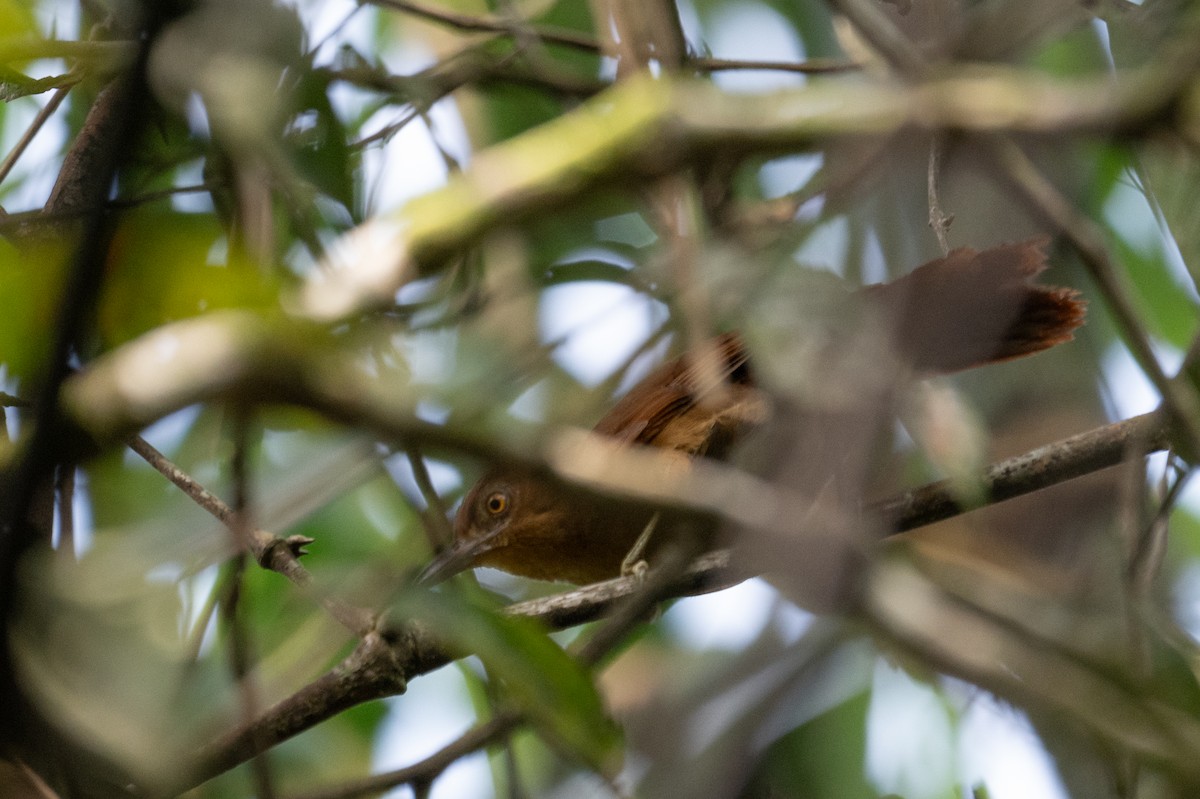 Chestnut-crowned Foliage-gleaner - ML643573406