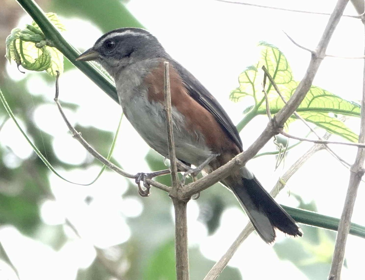 Gray-throated Warbling Finch - ML643573411