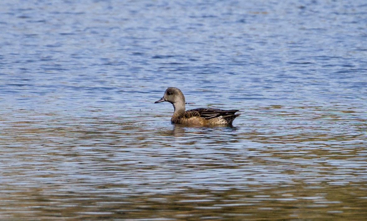 American Wigeon - ML643573413
