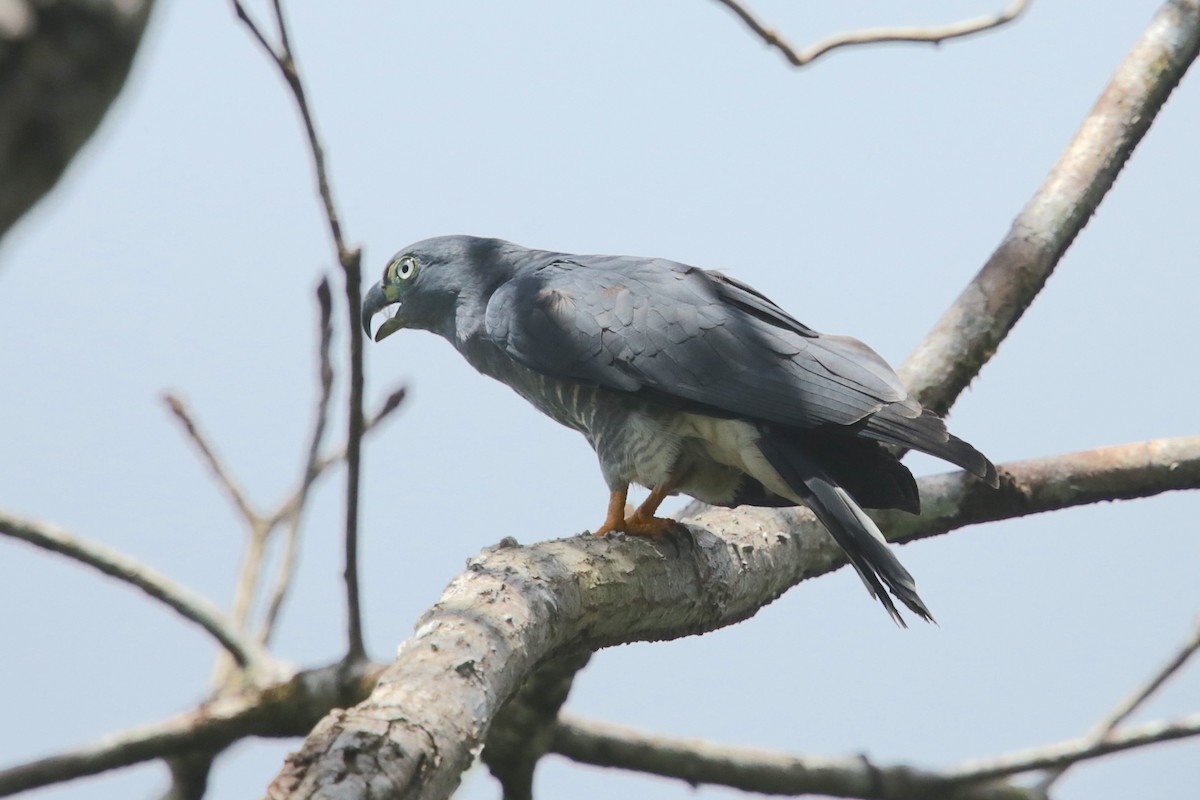Hook-billed Kite - ML643573414